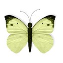 WS_Butterfly_02