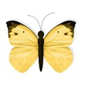 WS_Butterfly_01