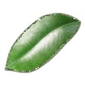 SChua_Vibrant_leaf
