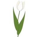 tulip