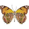 OneofaKindDS_BJandRoses_Butterfly 01