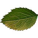 OneofaKindDS_BJandRoses_Leaf 01