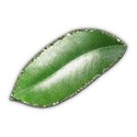 SChua_Vibrant_leaf1