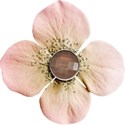 DD_Dreamer_flower02