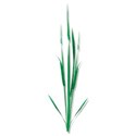 BD_Leaves_07