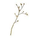 Element_GoldBranch