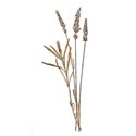 Element_GoldenFlower