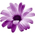lisaminor_ourbackyardparty_flower_a