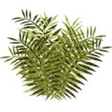 lisaminor_prehistoric_ferns