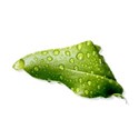 BD_Leaf_05