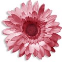 calalily_loveissweet_flower1
