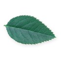 green leaf