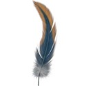 Feather 01