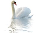 swan 1