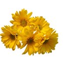 yellow daisies