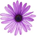 purpleDaisy