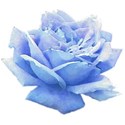 rose blue 3