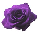 rose light purple 1