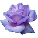 rose purple 5