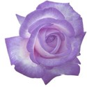 rose purple 6