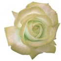 rose yellow 6