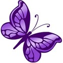 butterfly purple3
