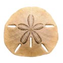 sand dollar