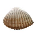 shell 2