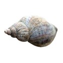 shell 4