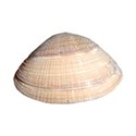 shell 5