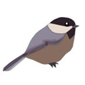 bird-sparrow