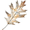 brown oak leaf_edited-1