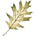 oak leaf (2)