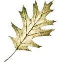 oak leaf