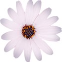 oohnahh_justdotty_flower_2