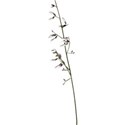 Flower 01