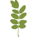 Leaf 01