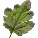 Leaf 02