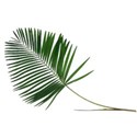 DZ_MB_palmFrond