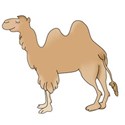 DZ_MBb_camel