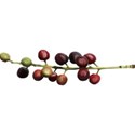 Strawberries_AutumnShade_el_01