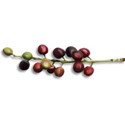 Strawberries_AutumnShade_el_02