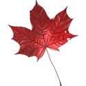 Strawberries_AutumnShade_el_15