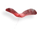 Strawberries_AutumnShade_el_24