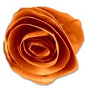 paperflowerorange2