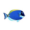 fish1