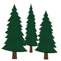 pine trees