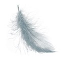 bluefeather2