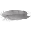 greyfeather