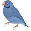 bird blue 2